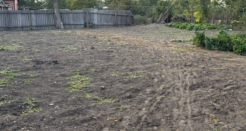 Толпа китайцев стояла у бабушкиного огорода и умоляла продать им сорняк: "русское чудо", которое в России не ценят