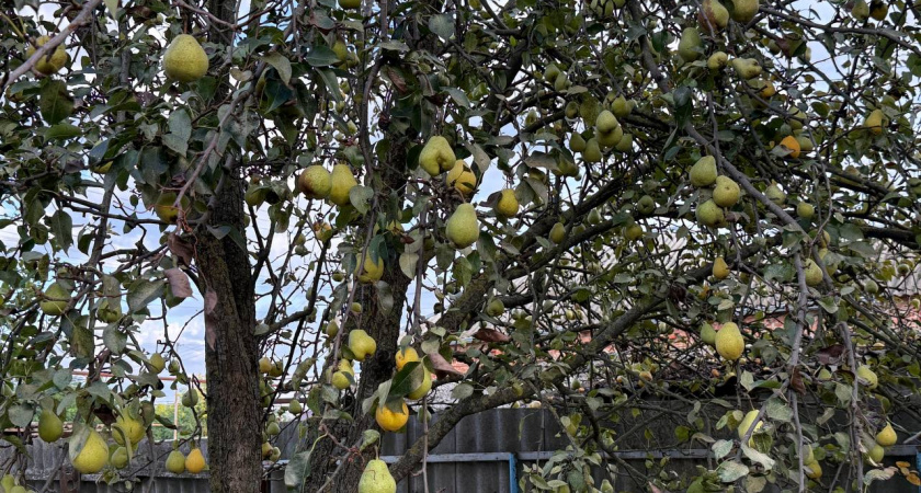 Всем яблоням и грушам в октябре — защита на всю зиму: обливаю стволы каждый год— и кора целая, вредители спят, а весной — ни одного нароста