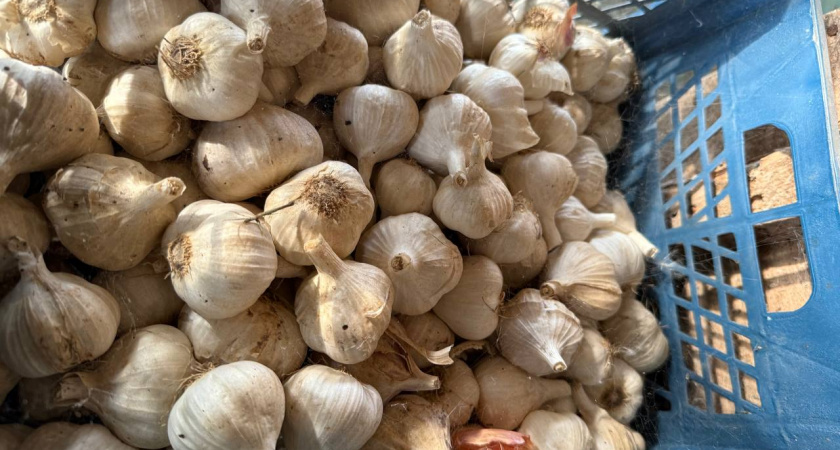 Никогда не сажаю озимый чеснок, не посмотрев на березу: «называет» лучший день для посадки гарантировано— проверенная годами примета