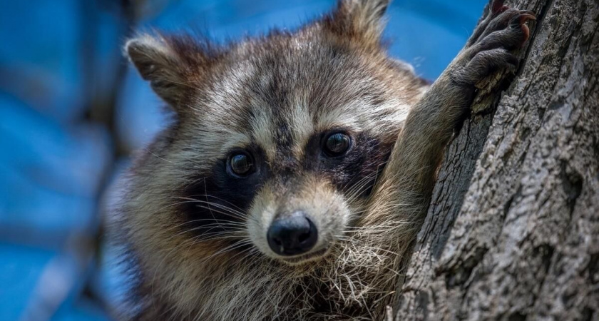 Жестоко, но так надо: в Краснодарском крае начнут отстреливать енотов