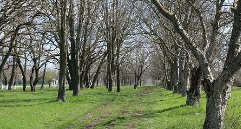 Под Новороссийском появится виноградарский парк