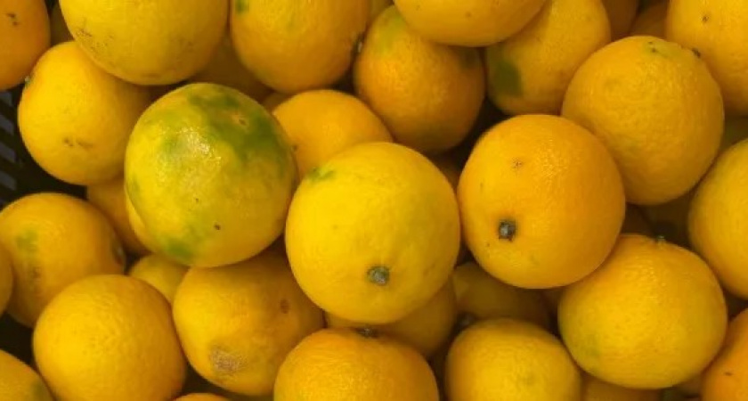 Что будет с мандаринами к Новому году - рассказывают эксперты