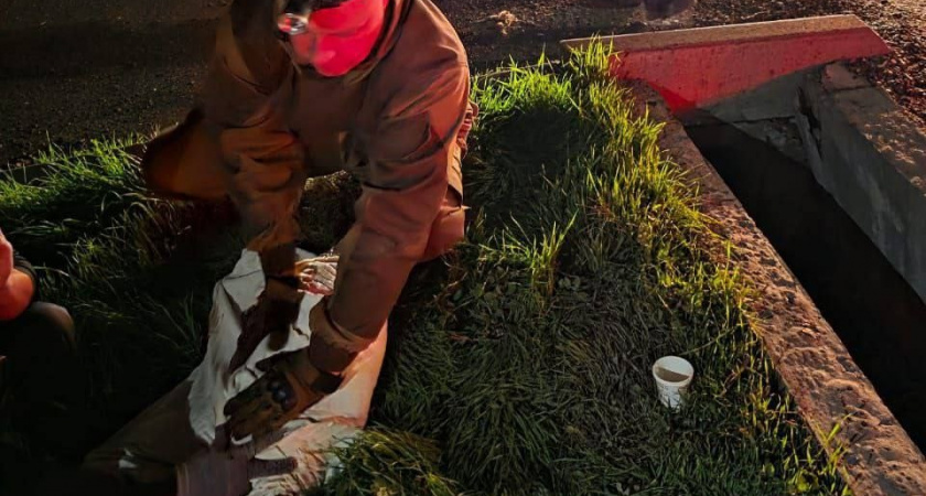 В Новороссийске щенок, попавший под колеса автомобиля, забился в трубу ливневки: потребовалась помощь спасателей