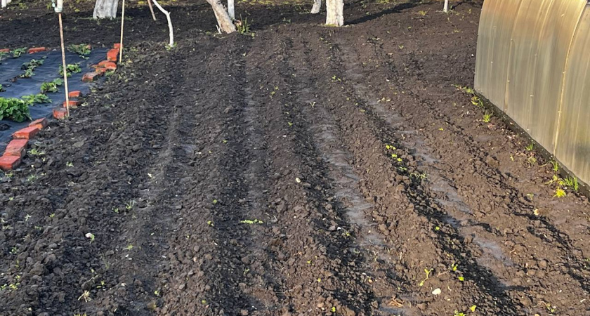 Не растения, а боль: 10 культур, которые никогда больше не буду сажать - и другим не советую: только зря потратила нервы, деньги и труд