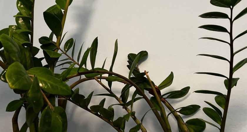 Лучше любых удобрений и чернозема: как гуща кофе превращают обычные растения в пышные, красивые и здоровые