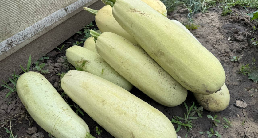 Если дома еще завалялись кабачки: не выкидываю, а идут в дело – получается прекрасный десерт на зиму