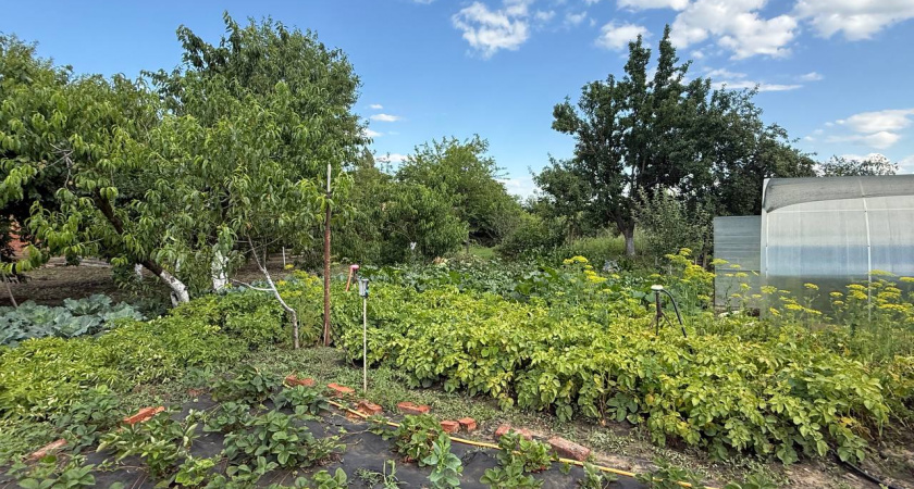 1 банка в компост: гниют даже ветки и сухая ботва - совет от опытных дачников