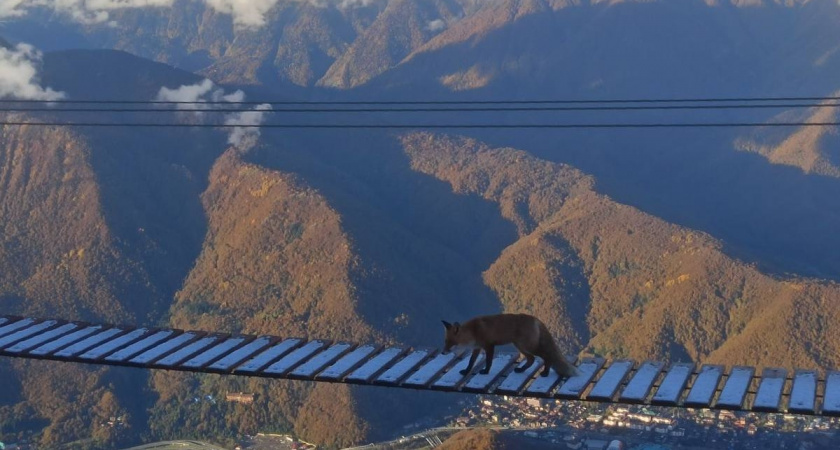 Лиса-эквилибристка прогулялась по подвесному мосту в горах Сочи на высоте 2200 метров 