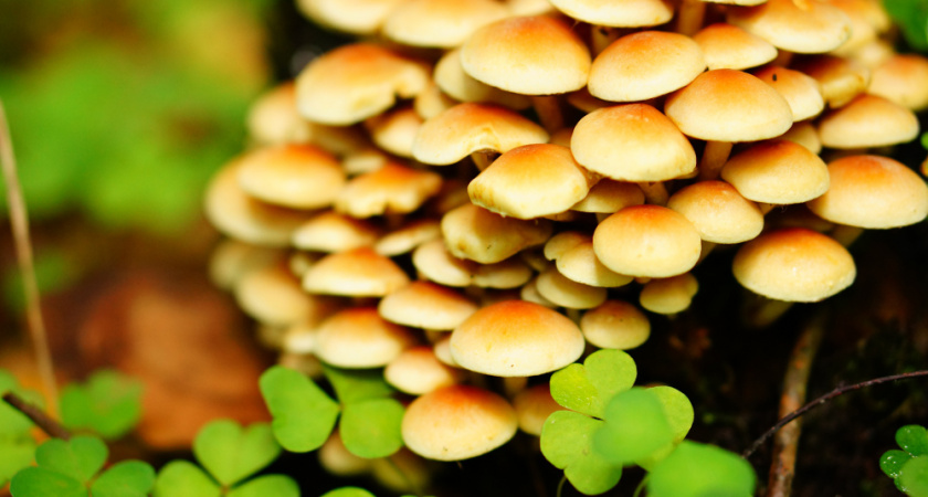 Опята в саду — повод для тревоги, а не радости: что делать, если грибы выросли под деревом