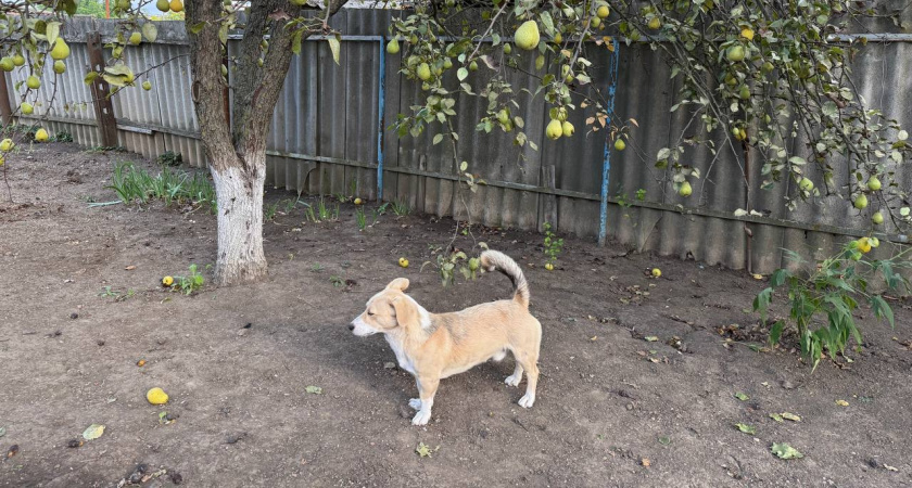 Ученые назвали животное умнее собак: вот кто на самом деле умнее наших питомцев