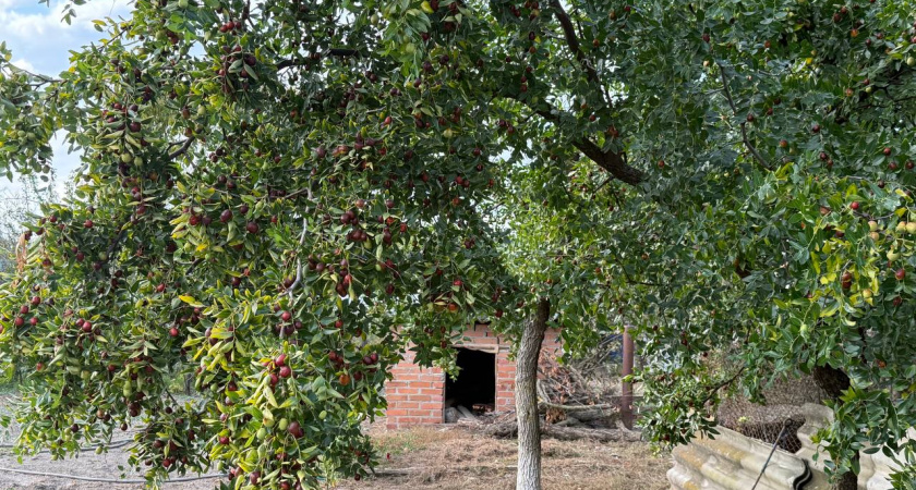 Без ухода, полива и сорняков: посейте в октябре — весной сад точно покроется белоснежным цветочным ковром