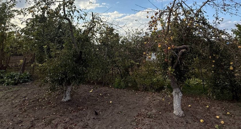 Один кухонный продукт делает побелку «несмываемой»: деревья на участке будут под надежной защитой круглый год