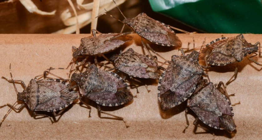 В Новороссийске сегодня ночью обработают улицы от жуков-вонючек: список адресов 