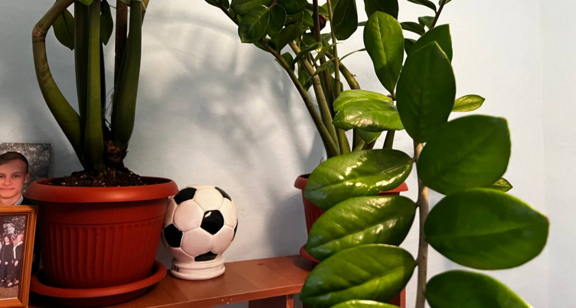 Как с первого раза избавиться от мошек в цветочных горшках: обычные и рабочие советы без химии