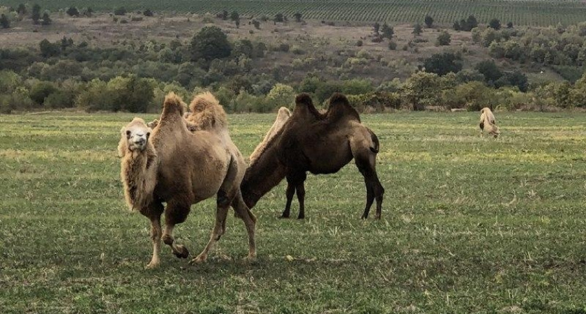 Новороссийцы встретили стадо верблюдов на трассе в Крымском районе 