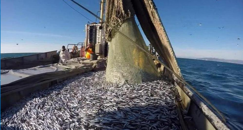 Рыбный рекорд: в Новороссийск за 9 месяцев 2025 года выловлено более 5000 тонн рыбы 