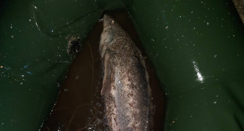 Браконьер осужден за вылов краснокнижного осётра в Приморско-Ахтарском районе 