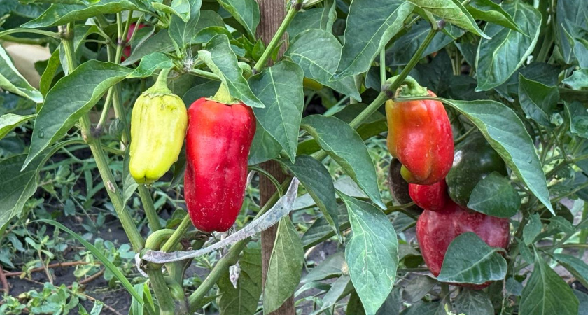 Не перец, а "разрывная бомба": сладкий, большой и сочный - шикарные плоды до 800 г 