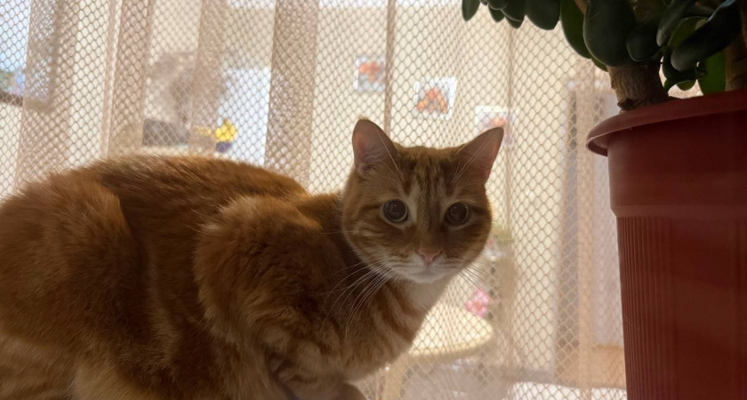 Как кличка влияет на характер кота: 5 имён, программируют поведение и характер вашего питомца - не совершите такую серьезную ошибку