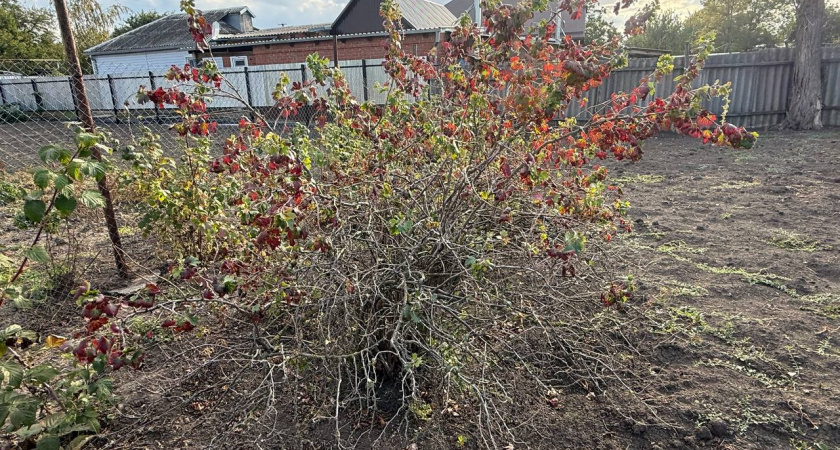 Дачники, обрежьте свои кусты смородины в ноябре: есть важные особенности - а вы знали?