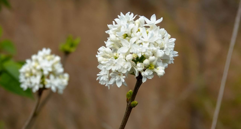 Цветущий ноябрь: в Новороссийске благоухают розы, сирень и крокусы 