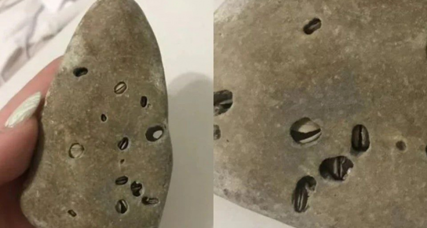 Губа не дура: в Новосибирске продают камень с новороссийского пляжа за 750 тысяч рублей