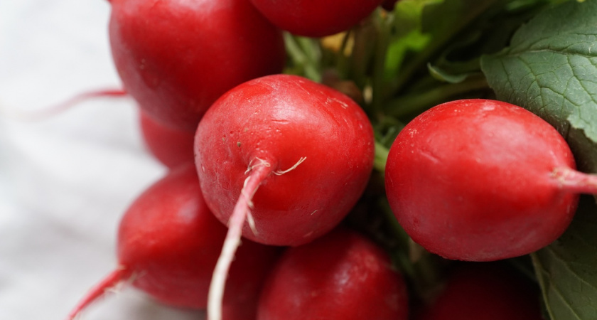 Будет размером с репку: нюансы выращивания крупного, сочного и хрустящего редиса, без которых вы не справитесь