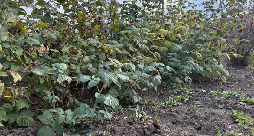 Каждую весну — зелень, каждую осень — разочарование: как заставить малину плодоносить густо, а не стремиться расти к небу  