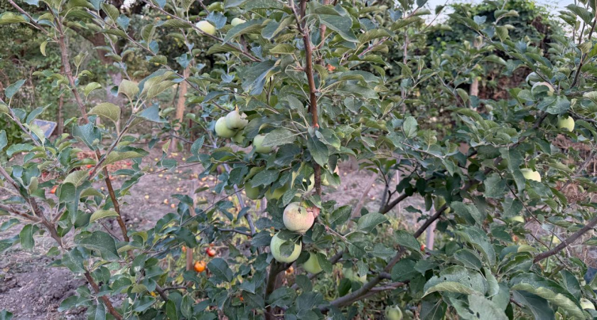 Урожай собрала и лежит до самой весны — яблоки и груши словно только с дерева сорвали: хитроумный лайфхак