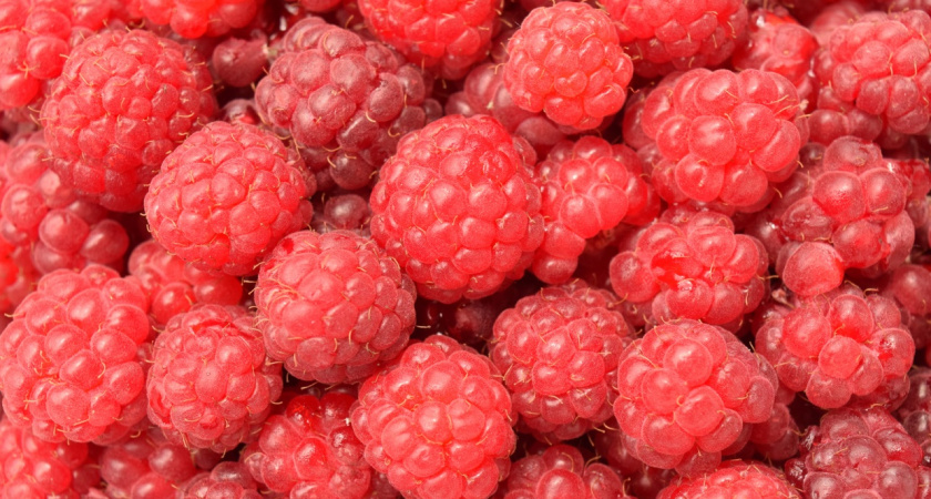 Такие сорта малины дают 100% урожай — секрет идеального малинника