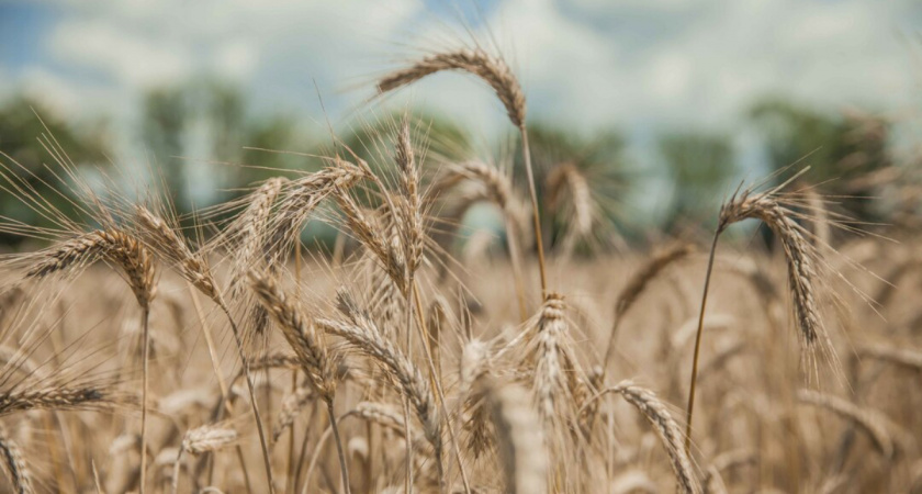 После атаки на порт Новороссийска цены на пшеницу достигли рекорда 