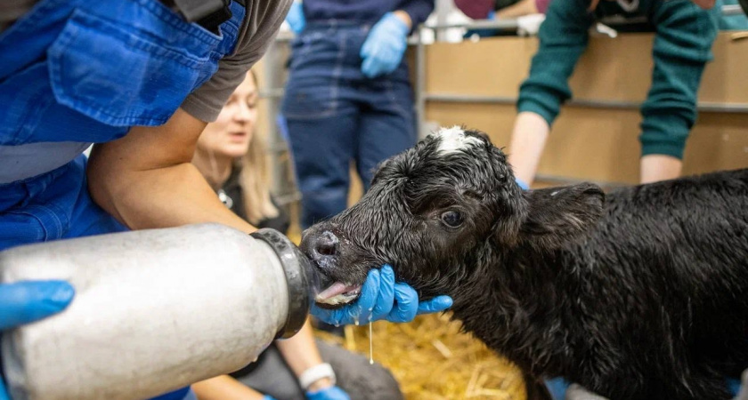 В Краснодарском крае родились клонированные телята Милка и Искорка