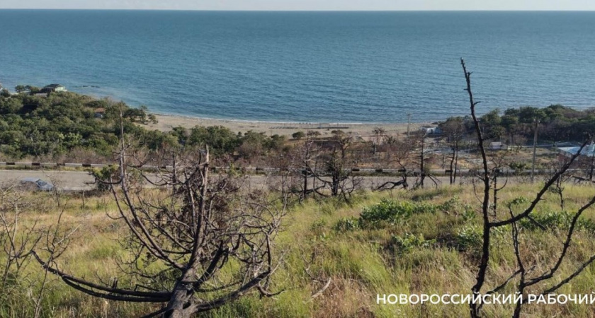 На пепелище под Новороссийском высадили молодые можжевельники