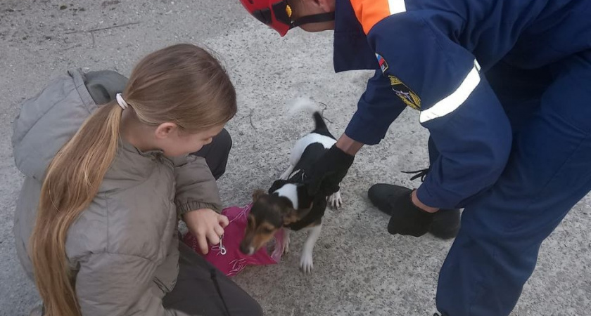 В Новороссийске собака двое суток просидела на крыше гаража