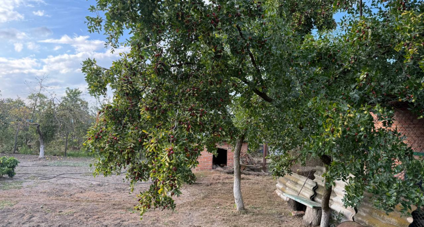 Осенью кладу под каждый куст эту волшебную «таблетку» — и вредители боятся моего участка как адского огня