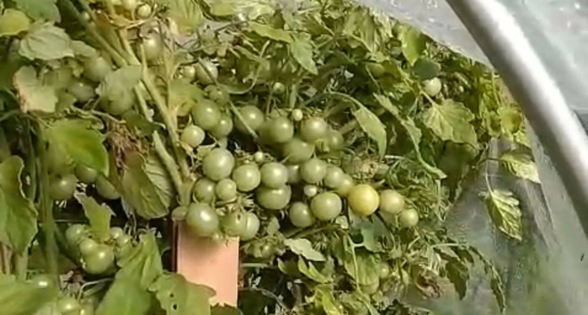 Дачникам скрывают правду: эти сорта томатов запрещено рекламировать в садовых журналах. Причина — слишком высокая урожайность