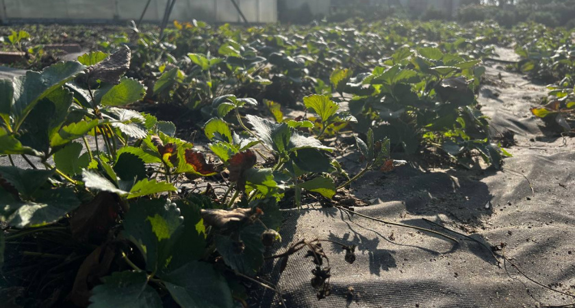 Киньте 1 спичку в лунку — клубника даст ягоды с кулак: забудьте о вредителях