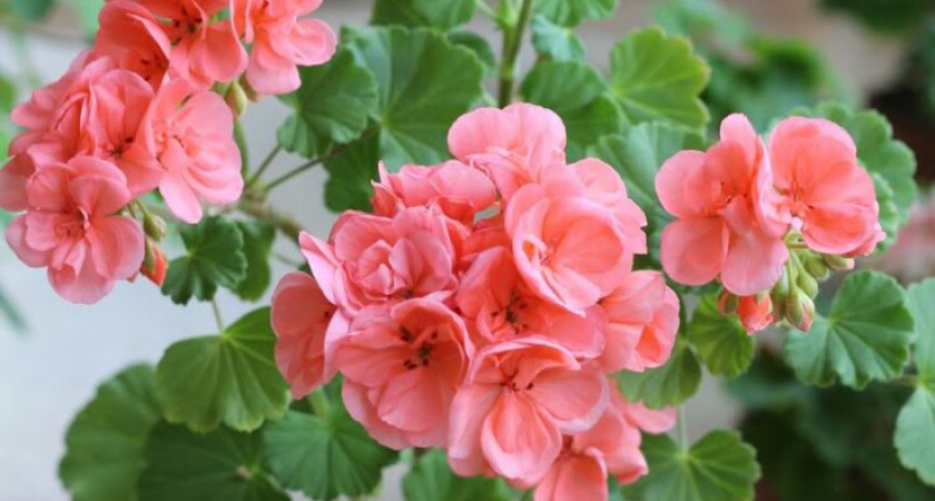 Почему желтеют листья у герани и как это исправить: соблюдай простые правила и цветок будет благоухать круглый год