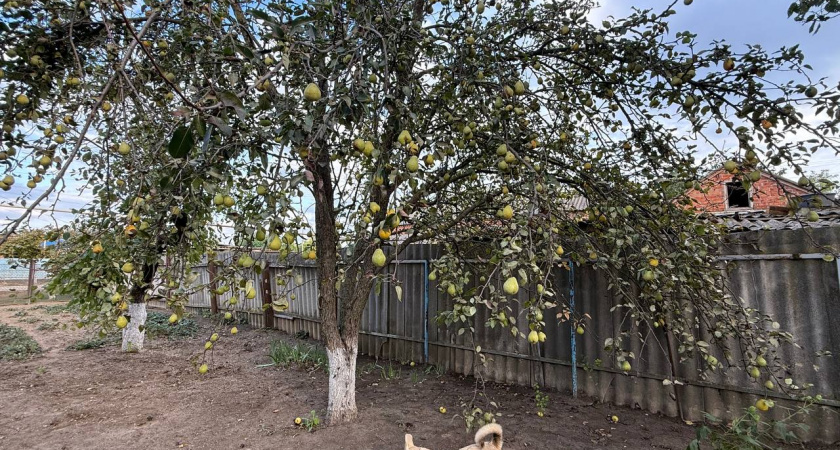 Обматываю яблони и груши фольгой в ноябре. Весной дерево уверенно чистое, цветёт и радует богатым урожаем