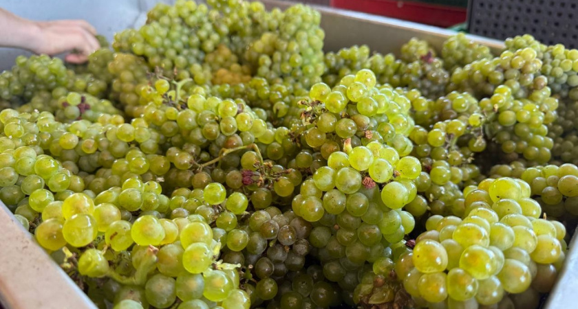 В Новороссийске собрали рекордный урожай винограда: 15,5 тысяч тонн