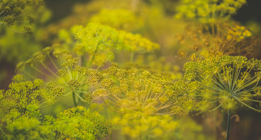 Никаких зонтов — сорта для тех, кто любит только пушистый укроп: 100% куплю, посажу и соседям посоветую  