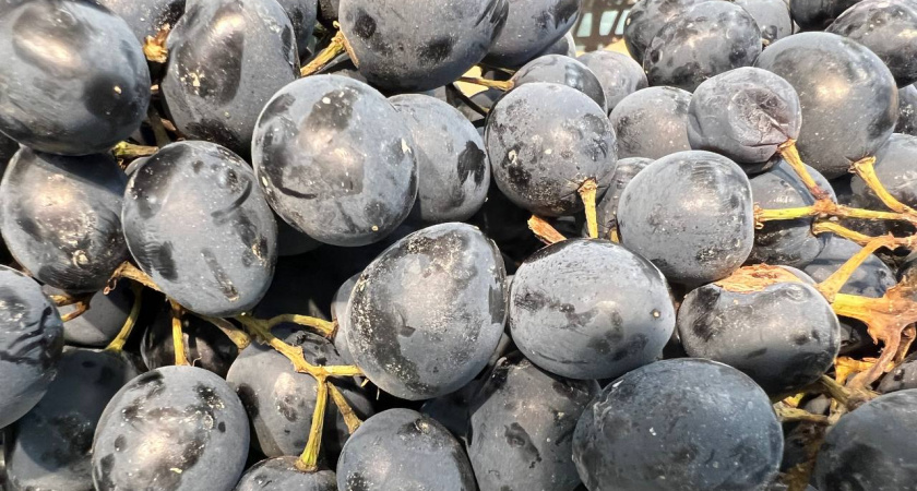 Сладкий урожай: топовые сорта винограда для вашего сада — 5 беспроигрышных вариантов  