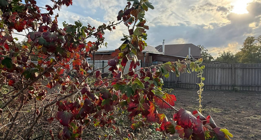 Спасите свой урожай: что надо срочно успеть сделать в саду до начала зимы  