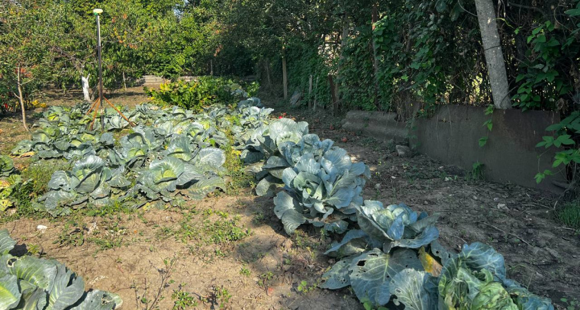 Ушлые дачники садят только эти 3 сорта капусты — кочаны до 15 кг: сочные, хрустящие, хранятся долго — семена уже скупили 