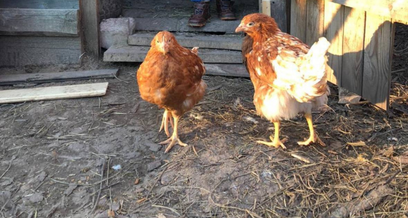 Хитрый метод заставить кур нестись зимой: всего 3 ингредиента — результат поражает