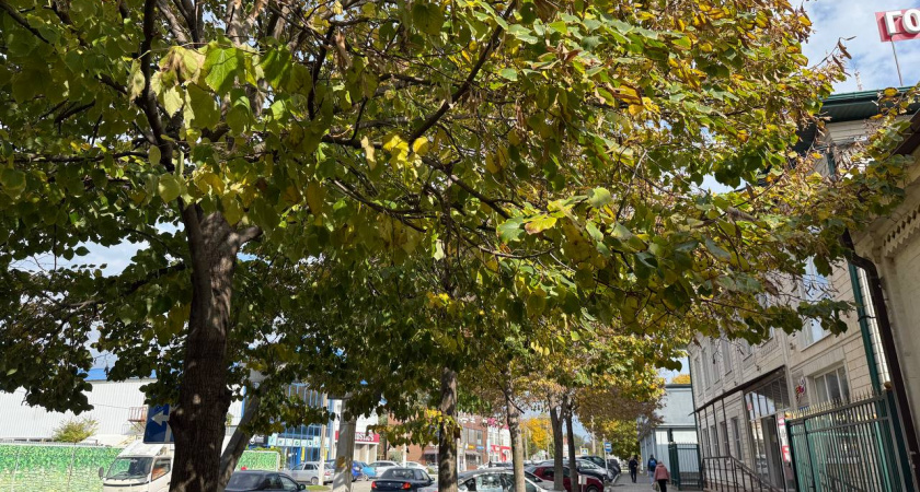 Кубань удивляет аномалией: синоптики сообщили о резком скачке температуры в разгар ноября