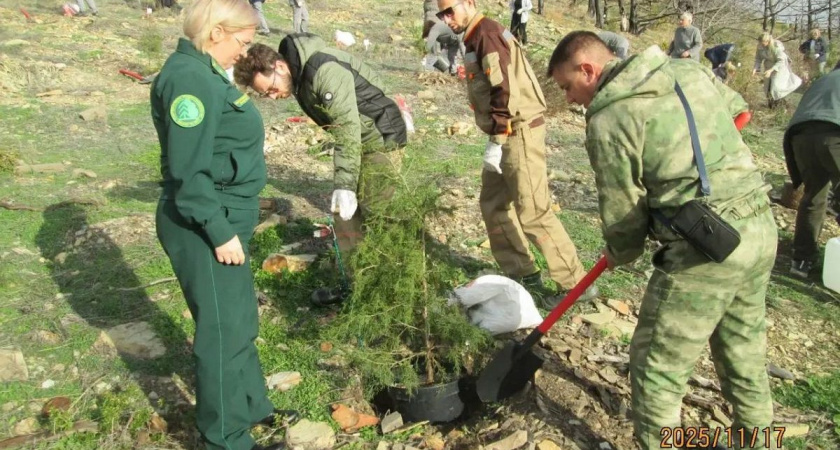 Первые саженцы надежды: в сожженном заказнике под Новороссийском начали восстанавливать лес