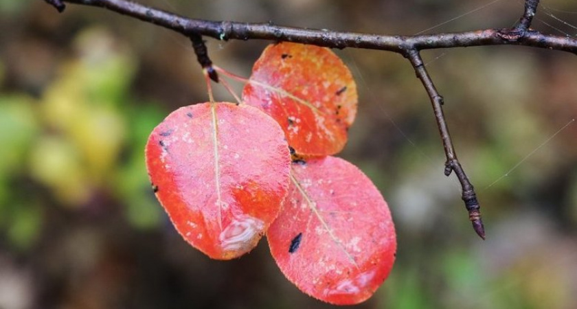 Тепло без сюрпризов: на Кубани сохранится комфортная температура всю неделю