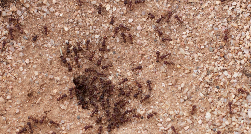 100 мл аптечной "вонючки": и муравьи "кони двинули" всем семейством за сутки - ни 1 не осталось  