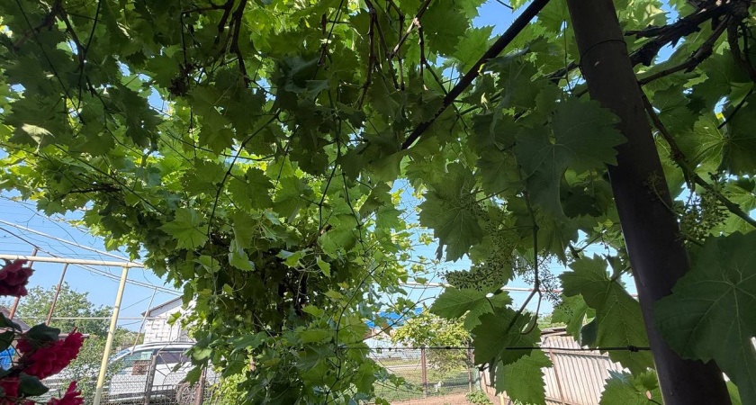 Виноград не вымерзает даже в лютые морозы: в ноябре лозу укутываю в "дышащий" материал из аптеки  